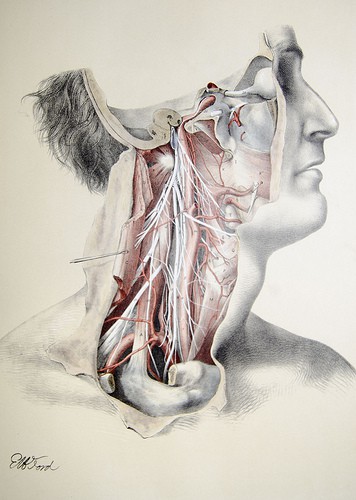 Arteries and nerves of the neck by liverpoolhls illustration of nerves and muscles - Doctor Sarno Back Pain Relief with Joe Polish