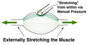 Tension Release from Stretching & Manual Pressure - Muscle Pain Relief and Stress Reduction and the cause for sore muscles