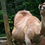 by Half Chinese camels back - photo - Muscle Pain Relief and Stress Reduction